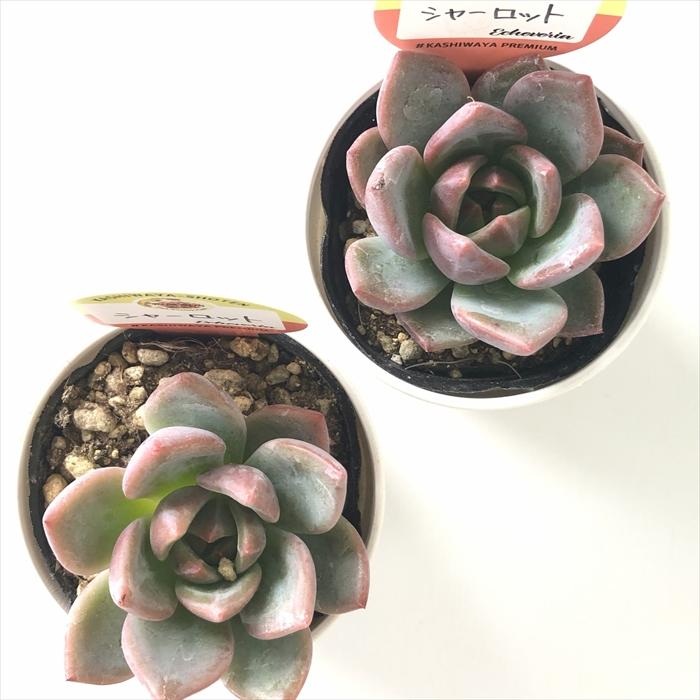 多肉植物 kswエケベリア シャーロット 柏屋商店さん苗 エケベリア 6cm