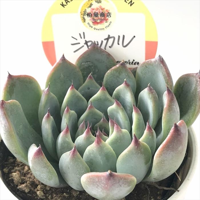 多肉植物 kswエケベリア ジャッカル 柏屋商店さん苗 エケベリア 6cmポット（Yahoo!・フラワーネット日本花キ流通）