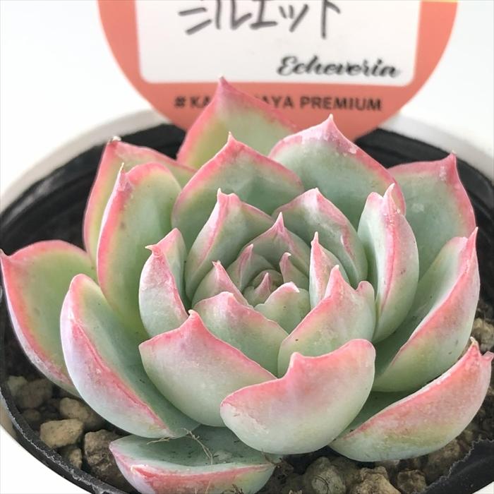 多肉植物 kswエケベリア シルエット 柏屋商店さん苗 エケベリア 6cm