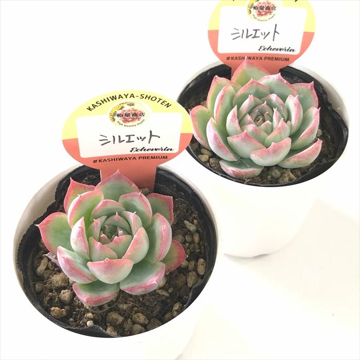 多肉植物 kswエケベリア シルエット 柏屋商店さん苗 エケベリア 6cm