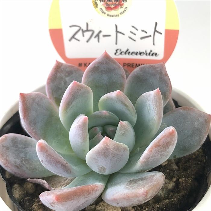 多肉植物 kswエケベリア スウィートミント 柏屋商店さん苗 エケベリア