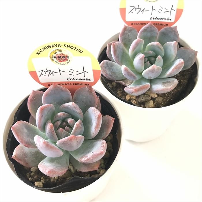 多肉植物 kswエケベリア スウィートミント 柏屋商店さん苗 エケベリア