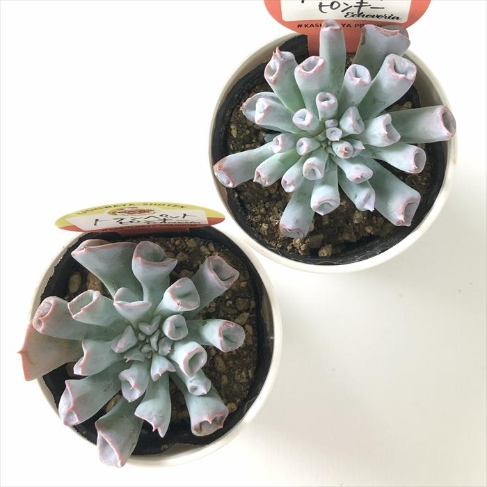 ピンキー◎多肉植物 カット苗 輸入苗 エケベリア等 ピンキー エケベリア カット苗 | 多肉植物カット苗の通販 | エケベリア