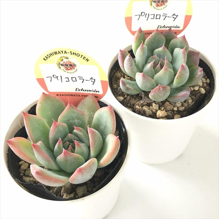 多肉植物 kswエケベリア プリコロラータ 柏屋商店さん苗 エケベリア