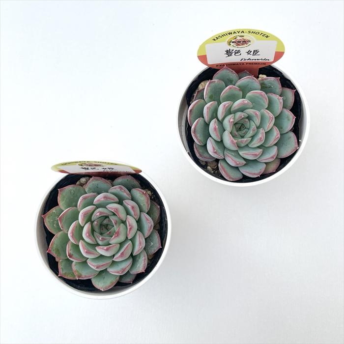 特価品5ポットセット ボタベリア 6cmポット 楽天市場】多肉植物 botエケベリア No.07 鷲の刃 多肉植物 BOTAVERIA