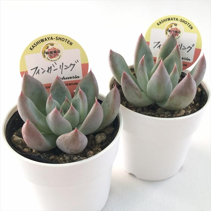 多肉植物 kswエケベリア フィンガーリング 柏屋商店さん苗 エケベリア