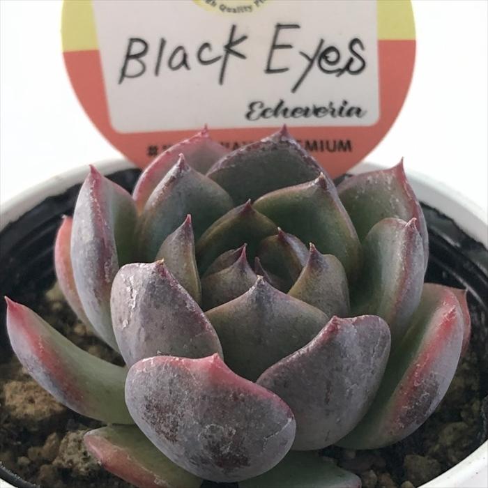 多肉植物 kswエケベリア Black Eyes 柏屋商店さん苗 エケベリア 6cm