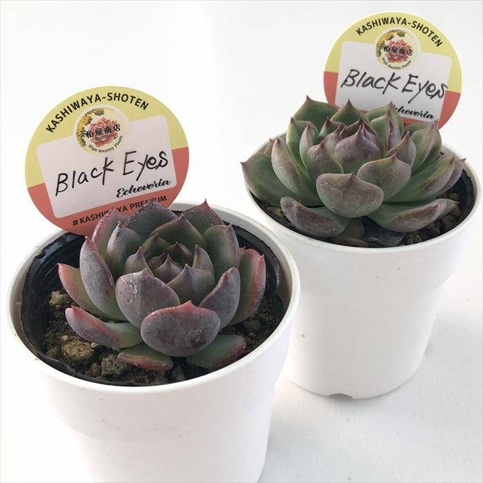 1ポット444円 柏屋商店さんのレアエケベリア 6cmポット 多肉植物 kswエケベリア Black Eyes 柏屋商店さん苗 エケベリア 6cm