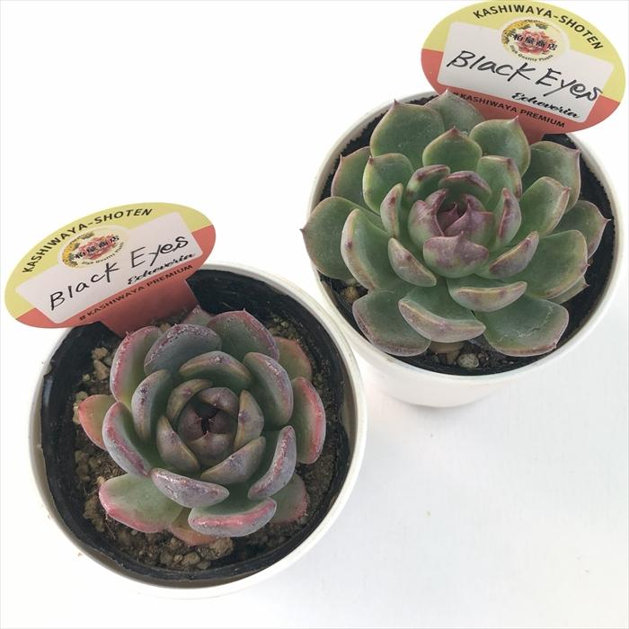 多肉植物 kswエケベリア Black Eyes 柏屋商店さん苗 エケベリア 6cm