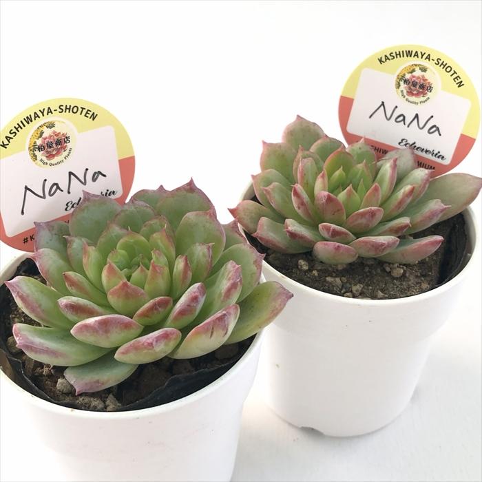 多肉植物 kswエケベリア NaNa 柏屋商店さん苗 エケベリア 6cmポット