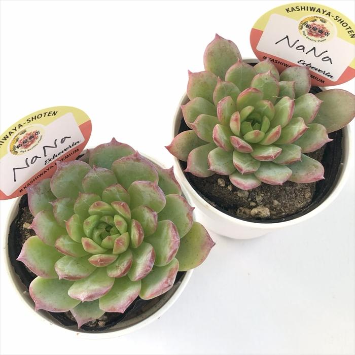 多肉植物 kswエケベリア NaNa 柏屋商店さん苗 エケベリア 6cmポット