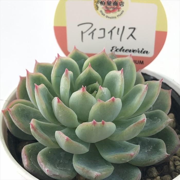 多肉植物 kswエケベリア アイコイリス 柏屋商店さん苗 エケベリア 6cm