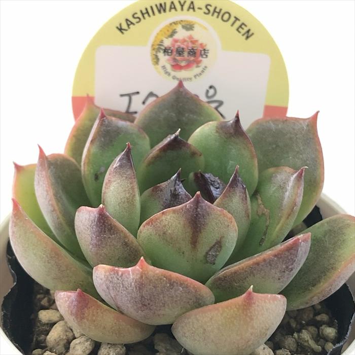 多肉植物 kswエケベリア エクリプス 柏屋商店さん苗 エケベリア 6cm