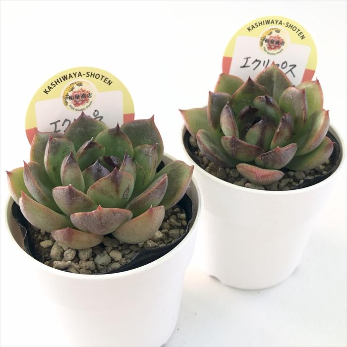 多肉植物 kswエケベリア エクリプス 柏屋商店さん苗 エケベリア 6cm