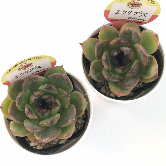 現品　新作　多肉植物　エケベリア　小苗　6株　5cm鉢 多肉植物 kswエケベリア エクリプス 柏屋商店さん苗 エケベリア 6cm