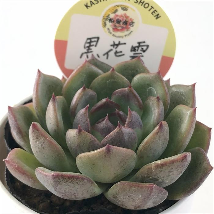多肉植物 kswエケベリア 黒花雲 柏屋商店さん苗 エケベリア 6cmポット