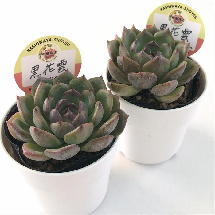 多肉植物 kswエケベリア 黒花雲 柏屋商店さん苗 エケベリア 6cmポット