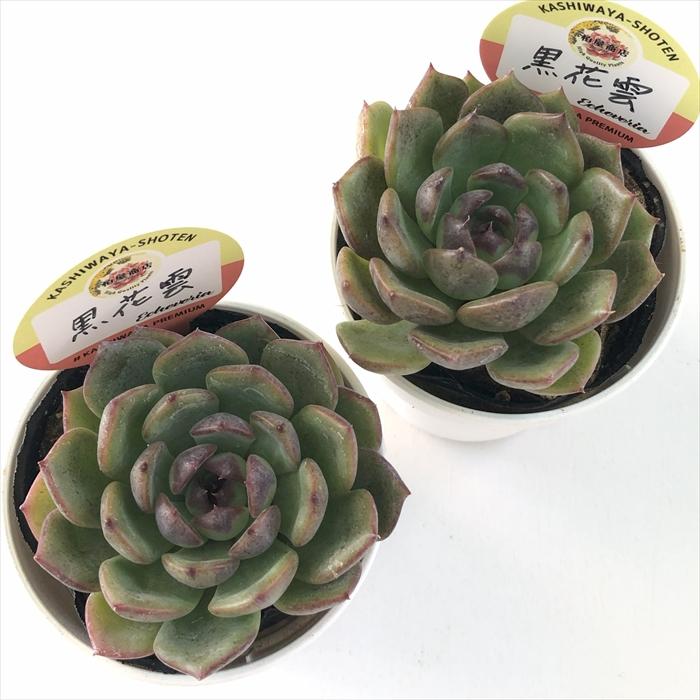 多肉植物 kswエケベリア 黒花雲 柏屋商店さん苗 エケベリア 6cmポット