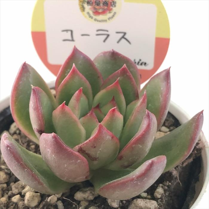 多肉植物 kswエケベリア コーラス 柏屋商店さん苗 エケベリア 6cm