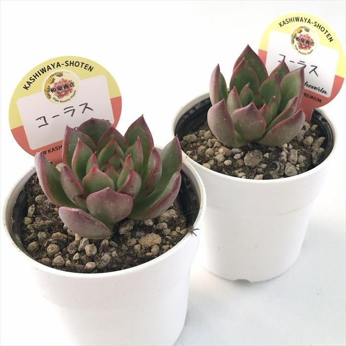 多肉植物 kswエケベリア コーラス 柏屋商店さん苗 エケベリア 6cm