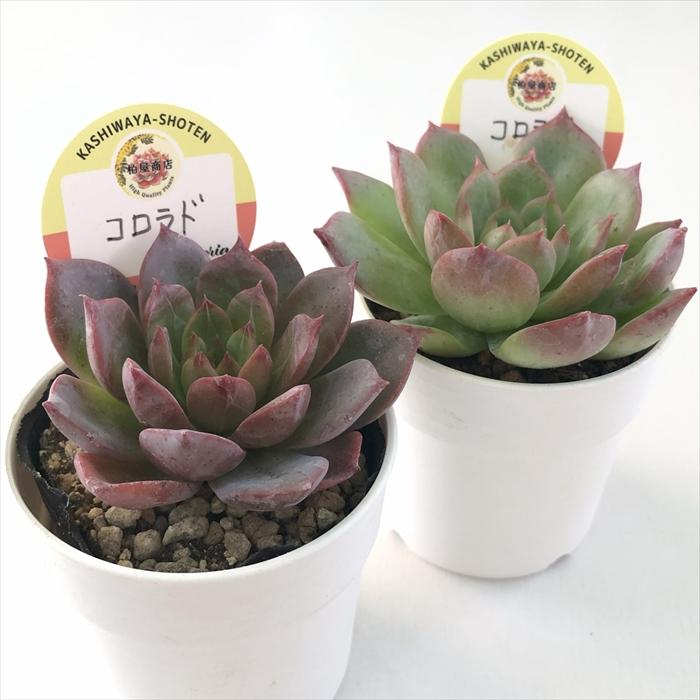 多肉植物 kswエケベリア コロラド 柏屋商店さん苗 エケベリア 6cm