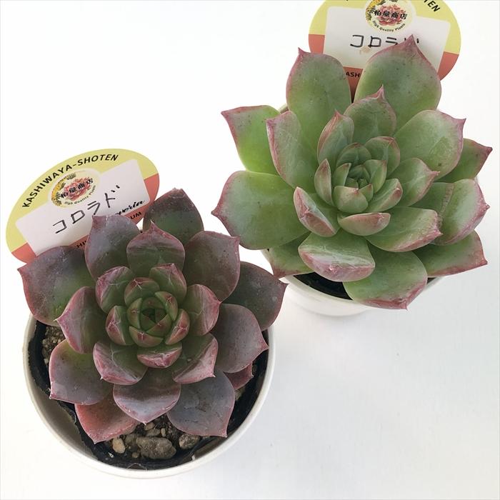 多肉植物 kswエケベリア コロラド 柏屋商店さん苗 エケベリア 多肉植物 kswエケベリア コロラド 柏屋商店さん苗 エケベリア