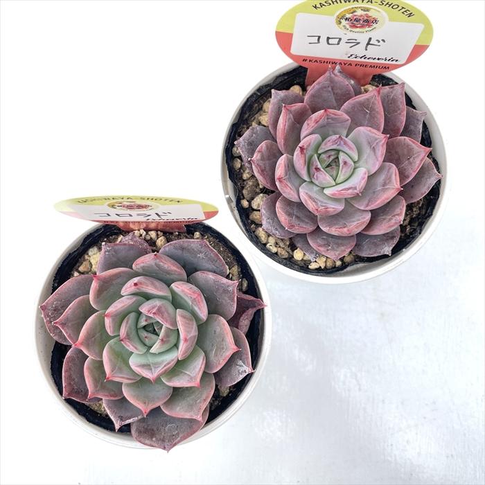 多肉植物 kswエケベリア コロラド 柏屋商店さん苗 エケベリア 6cm