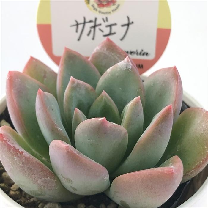 多肉植物 kswエケベリア サボエナ 柏屋商店さん苗 エケベリア 6cm