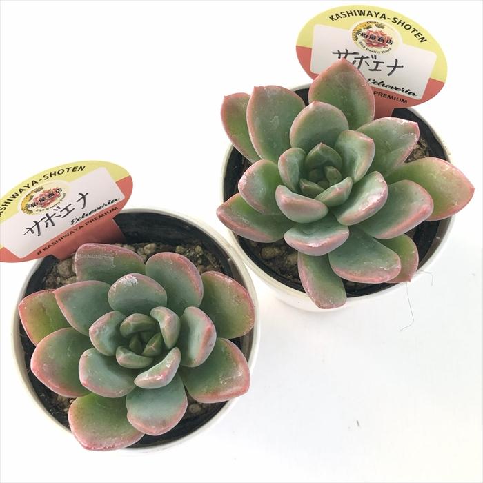 多肉植物 kswエケベリア サボエナ 柏屋商店さん苗 エケベリア 6cm