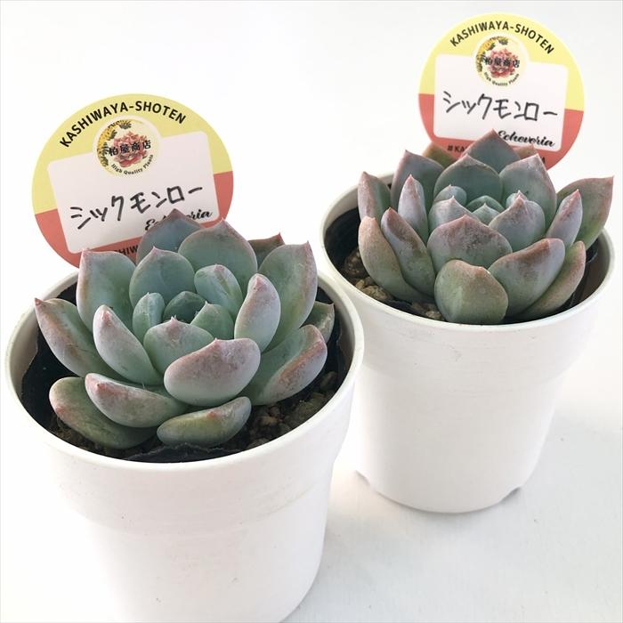 多肉植物 kswエケベリア シックモンロー 柏屋商店さん苗 エケベリア