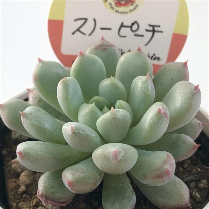 多肉植物 kswエケベリア スノーピーチ 柏屋商店さん苗 エケベリア 6cm