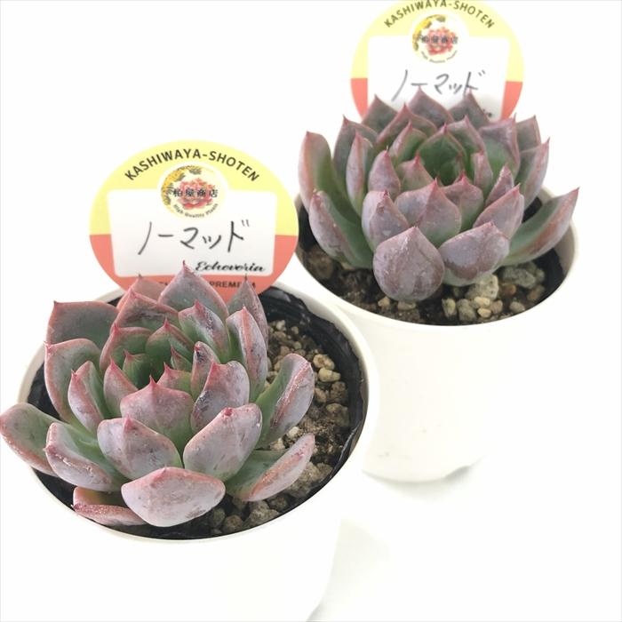 多肉植物 kswエケベリア ノーマッド 柏屋商店さん苗 エケベリア 6cm