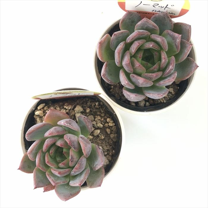 多肉植物 kswエケベリア ノーマッド 柏屋商店さん苗 エケベリア 6cm
