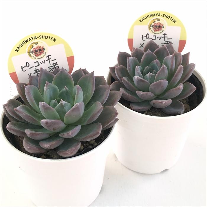 多肉植物 kswエケベリア ピーコッキー×青い渚 柏屋商店さん苗