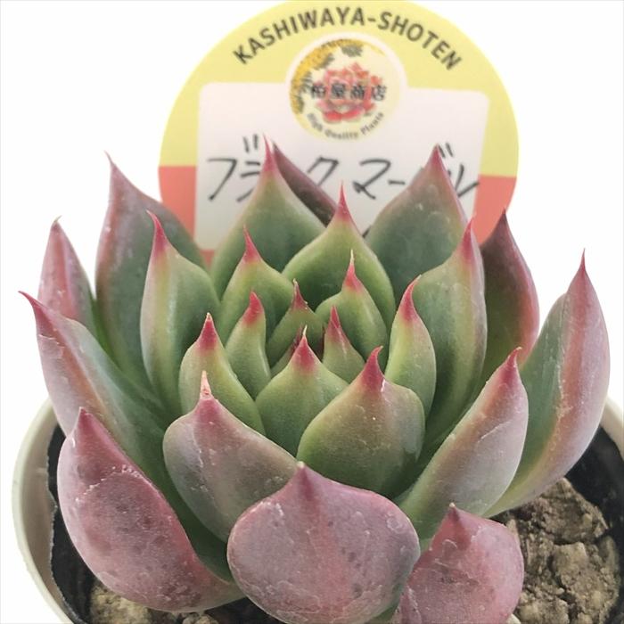 多肉植物 kswエケベリア ブラックマーベル 柏屋商店さん苗 エケベリア