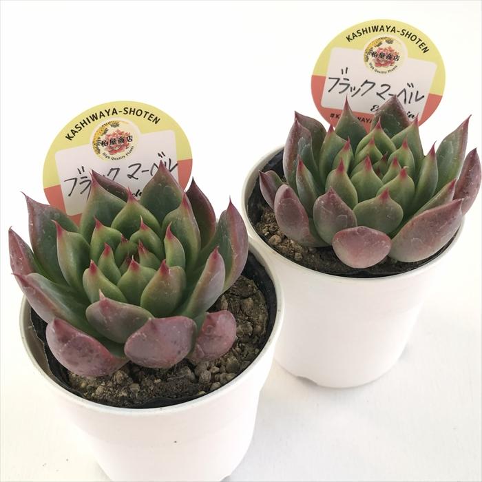 多肉植物 kswエケベリア ブラックマーベル 柏屋商店さん苗 エケベリア