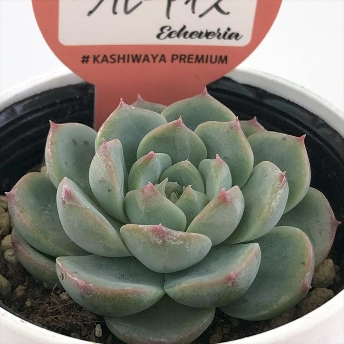 残1 ෆ˚*感謝セールෆ˚* ブルーアイス 1苗 抜き苗 寄せ植え 多肉植物 多肉植物 kswエケベリア ブルーアイス 柏屋商店さん苗 エケベリア 6cm