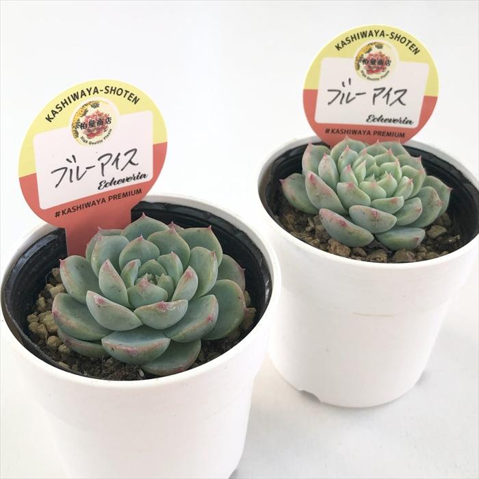 多肉植物 kswエケベリア ブルーアイス 柏屋商店さん苗 エケベリア 6cm