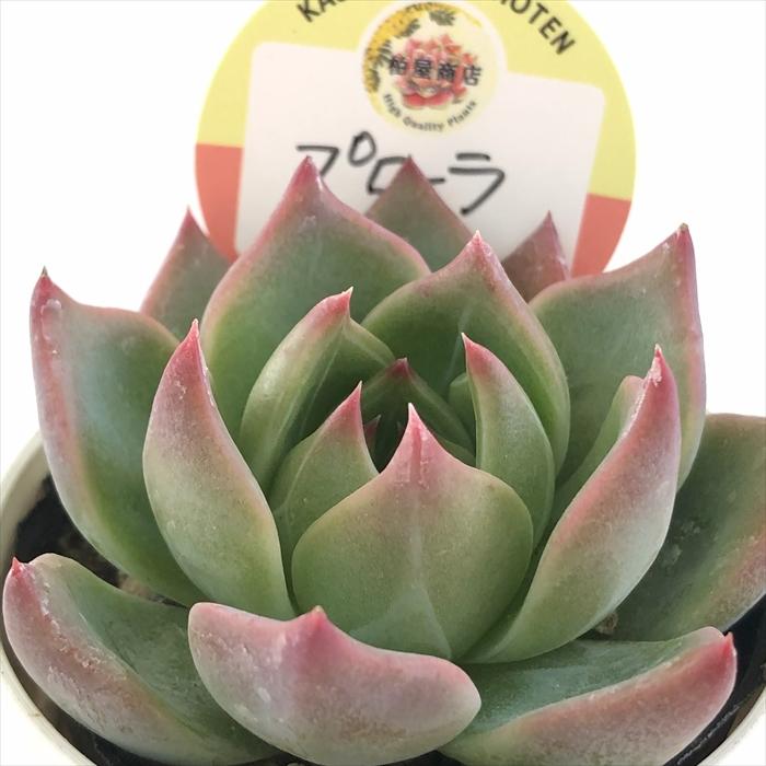 多肉植物 kswエケベリア プローラ 柏屋商店さん苗 エケベリア