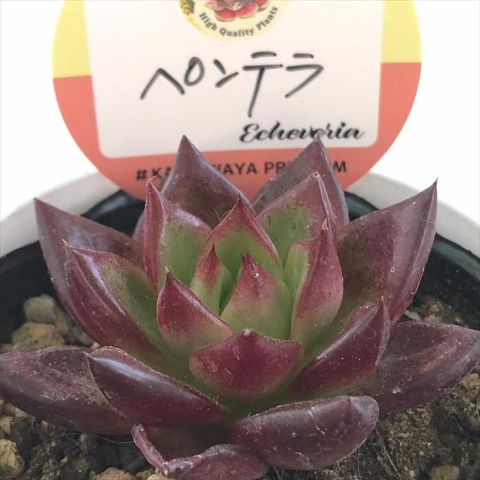 多肉植物 kswエケベリア ペンテラ 柏屋商店さん苗 エケベリア 6cm