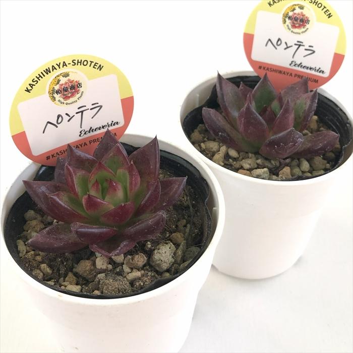 多肉植物 kswエケベリア ペンテラ 柏屋商店さん苗 エケベリア 6cm