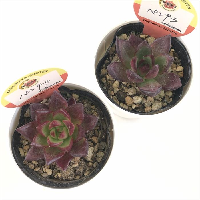 多肉植物 kswエケベリア ペンテラ 柏屋商店さん苗 エケベリア 6cm
