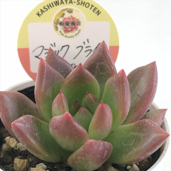 多肉植物 kswエケベリア マジックブライ 柏屋商店さん苗 エケベリア