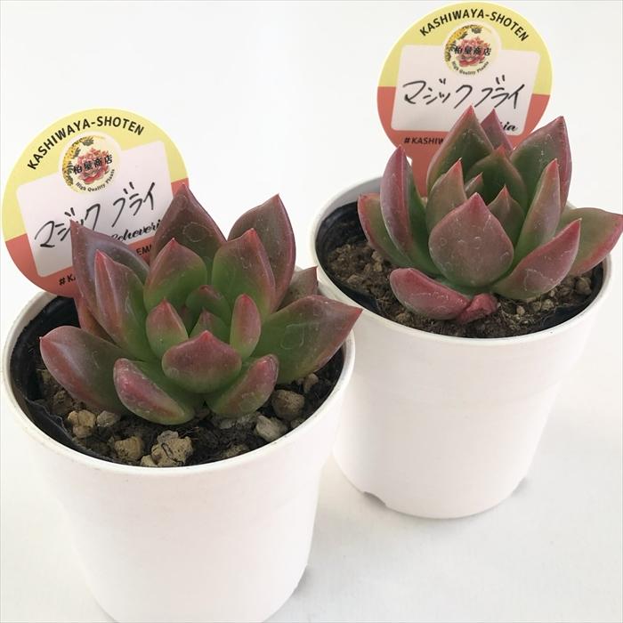 多肉植物 kswエケベリア マジックブライ 柏屋商店さん苗 エケベリア