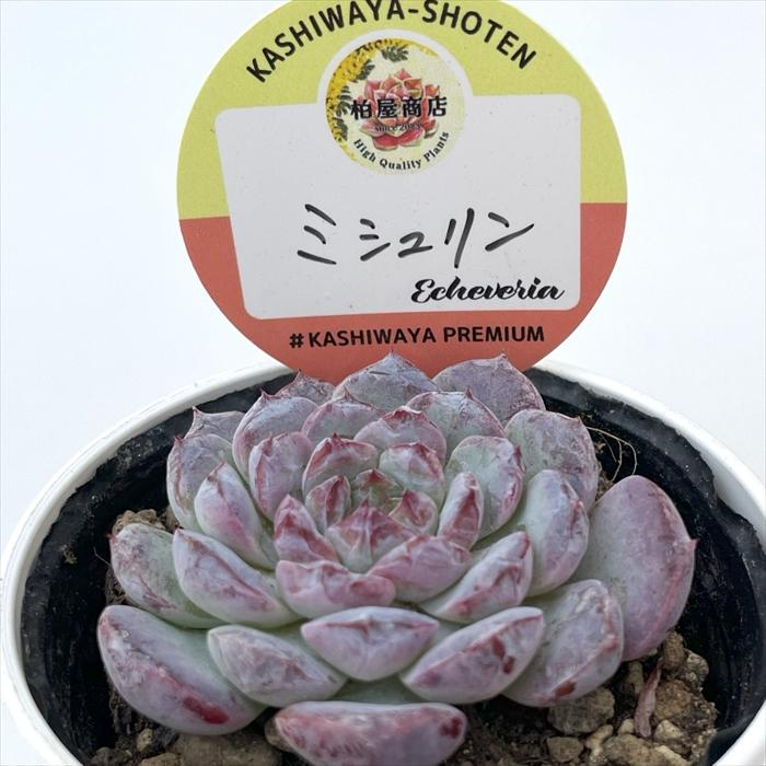 多肉植物 kswエケベリア ミシュリン 柏屋商店さん苗 エケベリア 6cm