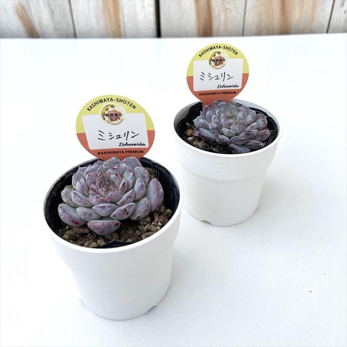 多肉植物 kswエケベリア ミシュリン 柏屋商店さん苗 エケベリア 6cm
