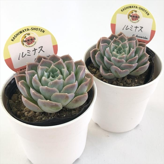 多肉植物 kswエケベリア ルミナス 柏屋商店さん苗 エケベリア 6cm