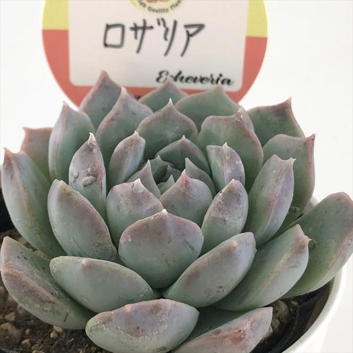 多肉植物 kswエケベリア ロザリア 柏屋商店さん苗 エケベリア 6cm