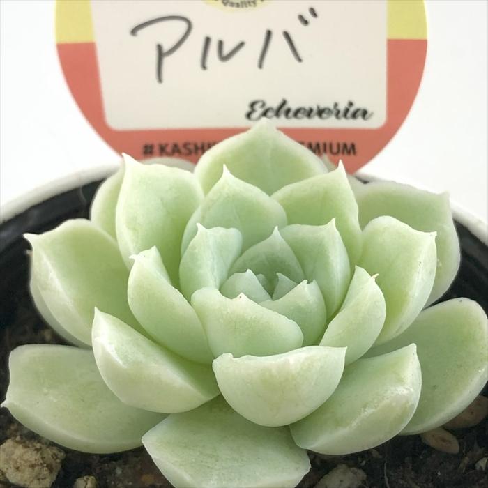 多肉植物 kswエケベリア アルバ 柏屋商店さん苗 エケベリア 6cmポット