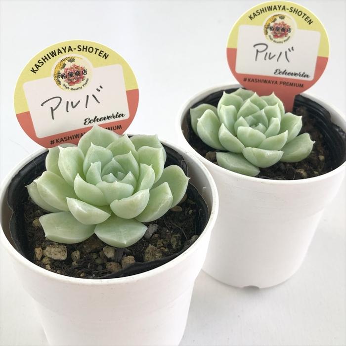 多肉植物 kswエケベリア アルバ 柏屋商店さん苗 エケベリア 6cm